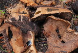 Sarcodon indurescens image