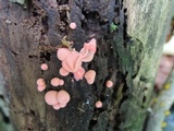 Lycogala epidendrum image