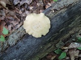 Polyporus leptocephalus image