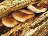 Megacollybia rodmani image