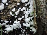 Ceratiomyxa fruticulosa var. fruticulosa image
