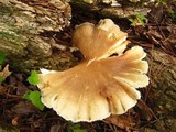 Megacollybia rodmani image