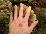 Megacollybia rodmani image