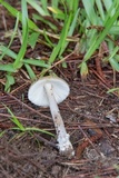 Amanita sect. Vaginatae image