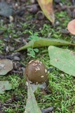 Amanita solaniolens image