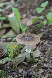 Amanita solaniolens image