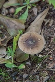 Amanita solaniolens image