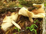 Megacollybia rodmani image