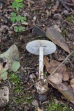 Amanita solaniolens image