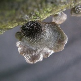Resupinatus trichotis image