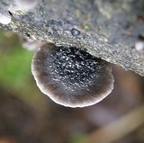 Resupinatus trichotis image