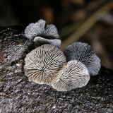 Resupinatus trichotis image