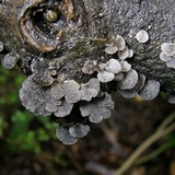 Resupinatus trichotis image
