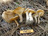 Clitocybe gibba image