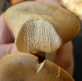Clitocybe gibba image