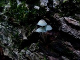 Mycena subcaerulea image