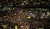 Pluteus chrysophlebius image