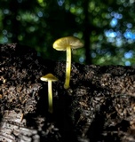 Pluteus chrysophlebius image