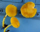 Pluteus chrysophlebius image