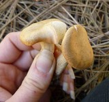 Clitocybe gibba image