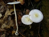 Amanita albocreata image