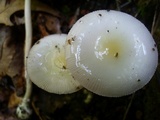 Amanita albocreata image