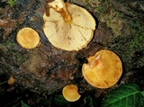 Gymnopilus luteus image
