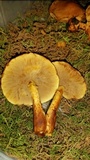 Gymnopilus luteus image
