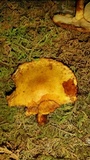 Gymnopilus luteus image