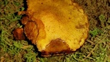 Gymnopilus luteus image