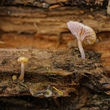 Chromosera cyanophylla image