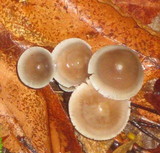 Mycena alcalina image