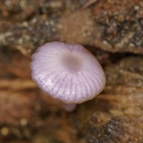 Chromosera cyanophylla image