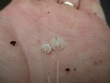 Hemimycena gracilis image