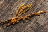 Pithya cupressina image