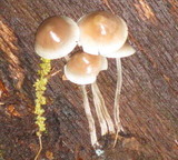 Mycena alcalina image