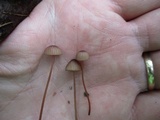 Mycena sanguinolenta image