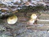 Chromosera cyanophylla image