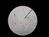 Chromosera cyanophylla image