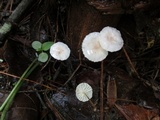 Mycetinis opacus image