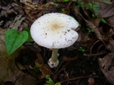 Amanita multisquamosa image