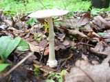 Amanita multisquamosa image