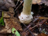 Amanita multisquamosa image