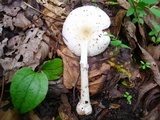 Amanita multisquamosa image