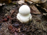 Amanita multisquamosa image