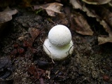 Amanita multisquamosa image