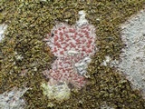 Arthonia cinnabarina image