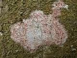 Arthonia cinnabarina image