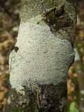 Phlyctis agelaea image