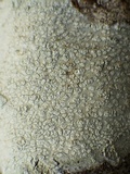Phlyctis agelaea image